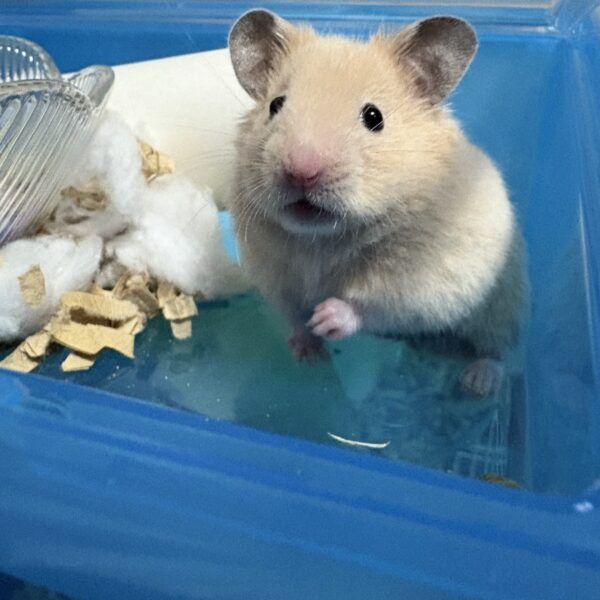 ここ1ヶ月の近況と作業状況について