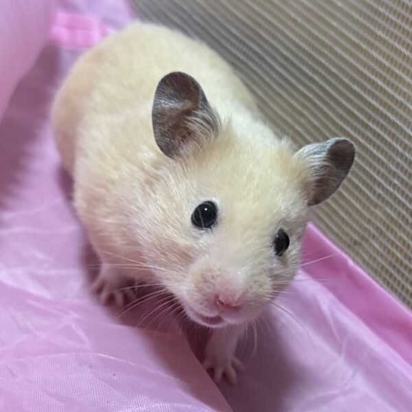 世界ハムスターの日